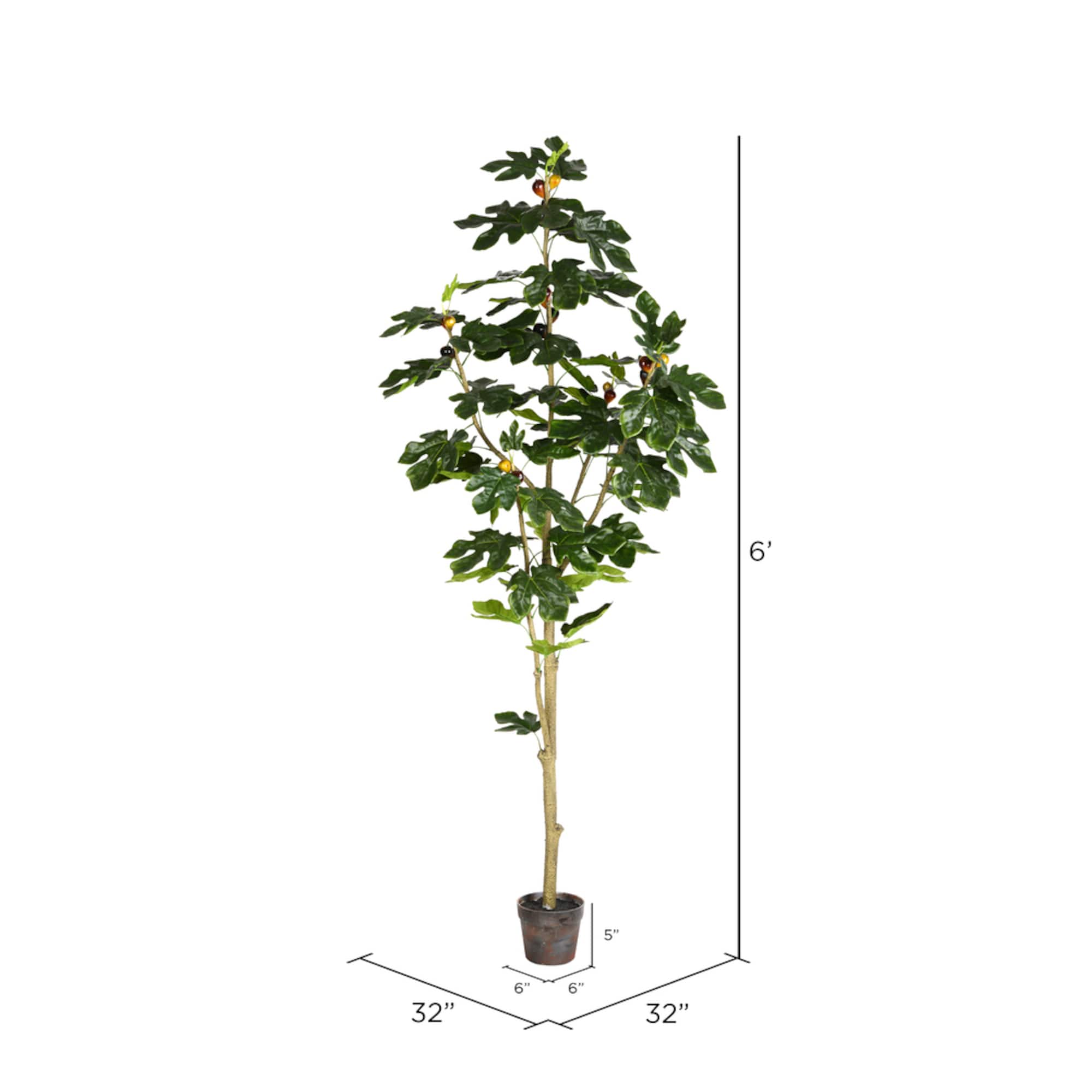 6ft. Potted Fig Tree